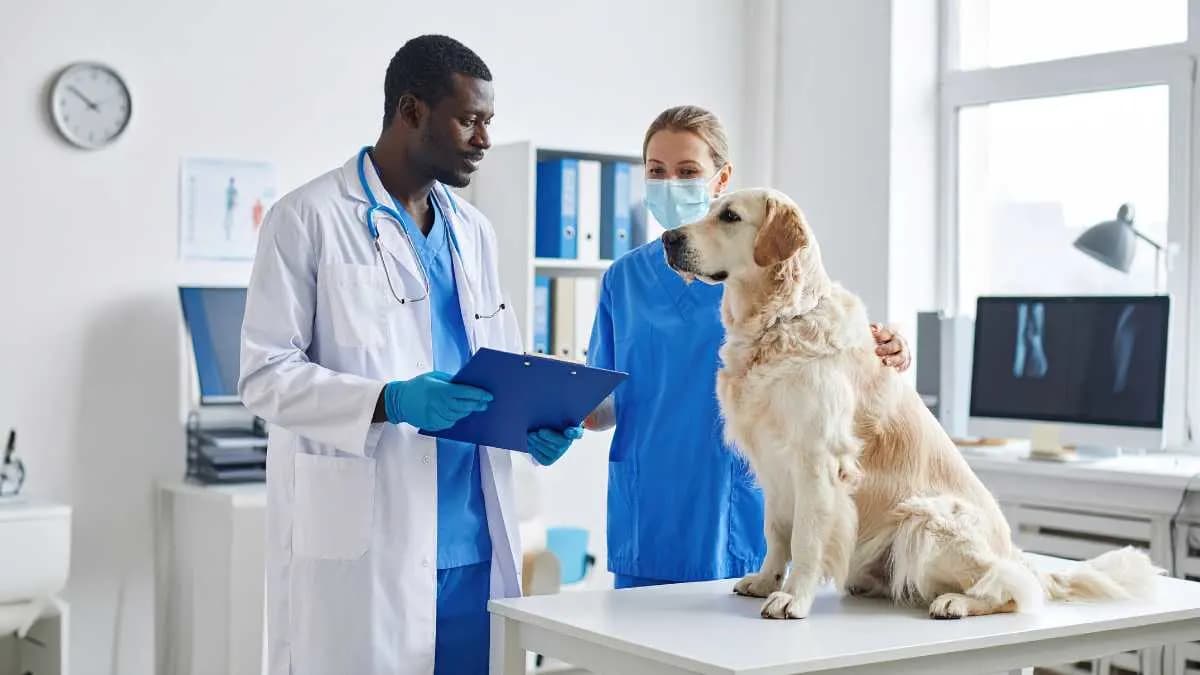 Holistic Wellness for Pets: What Works & Whatâs Just Marketing