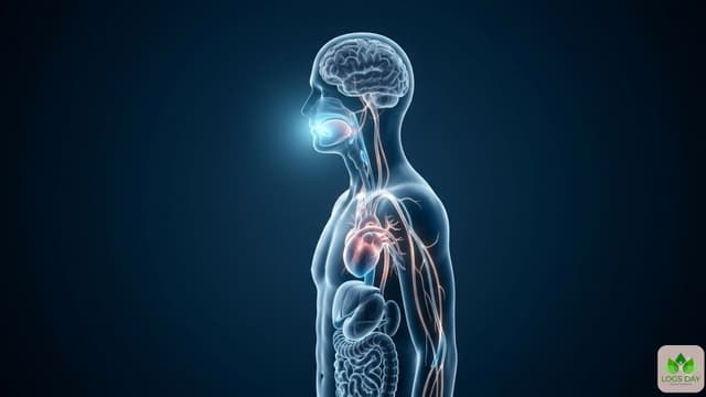 Oral Health and Your Body: How Your Mouth Affects Your Heart, Brain & Gut