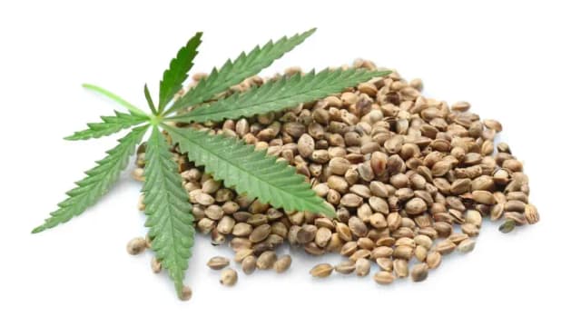 Eating Hemp Seeds Changed My Life: Hereās How You Can Try It Too